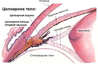 циліарне (рісничне) тіло