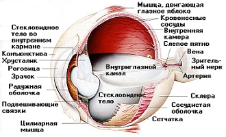 хориоидеа