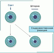 зрачковый рефлекс