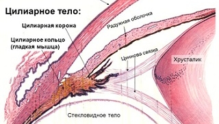 ЦИЛІАРНЕ ТІЛО - будова і функції