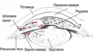 КАМЕРИ ОКА - будова, функції, симптоми захворювань