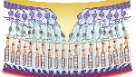 Палички і колбочки сітківки ока