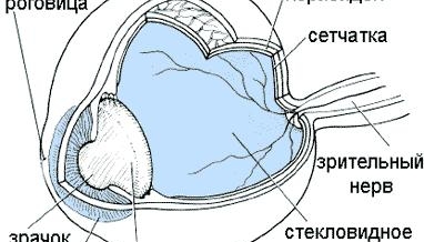 СКЛЕРА ГЛАЗА